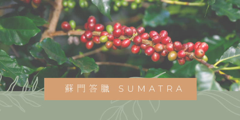 《咖啡產地介紹》蘇門答臘 SUMATRA